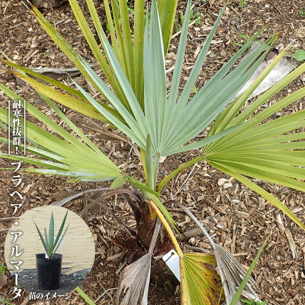 楽天市場】ブラヘア アルマータ（花・ガーデン・DIY）の通販