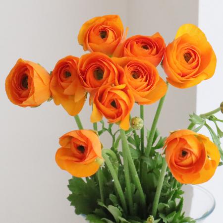 楽天市場】ラナンキュラス 切花の通販