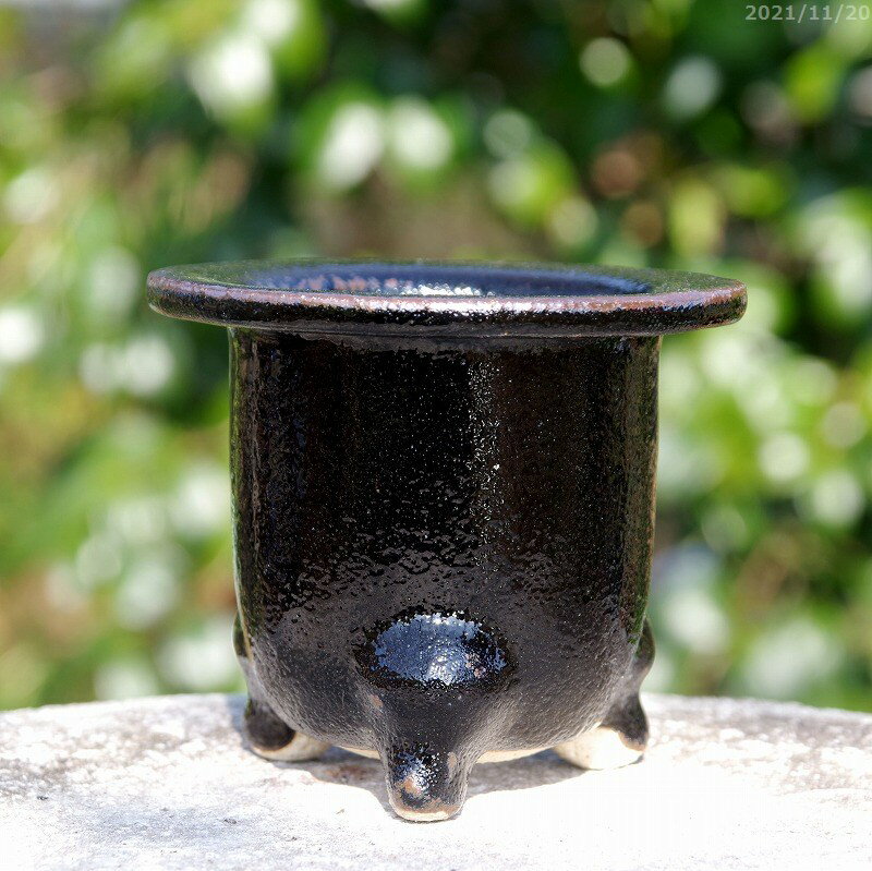 楽天市場】万年青 オモト（種類（植木鉢）盆栽鉢）（ガーデニング