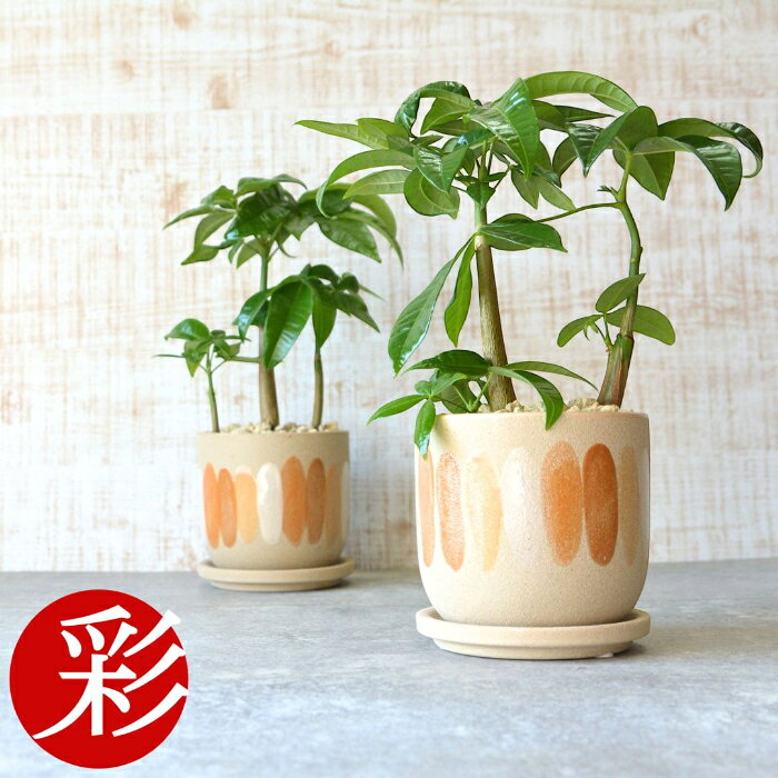 楽天市場】レア 希少（種類（植物）ドラセナ（幸福の木））（観葉植物