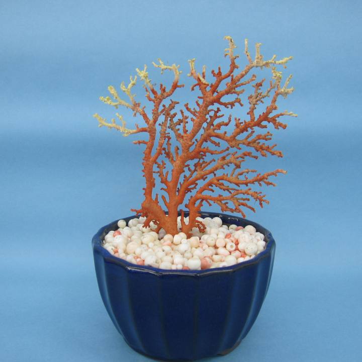 楽天市場】赤珊瑚（インテリア小物・置物｜インテリア・寝具・収納）の通販
