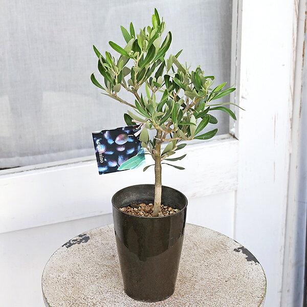 楽天市場】シプレッシーノ オリーブ（植木｜ガーデニング・農業）：花