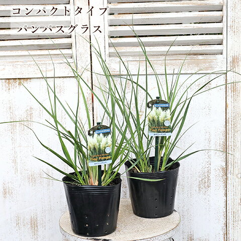楽天市場】パンパ グラス（苗物｜ガーデニング・農業）：花・ガーデン