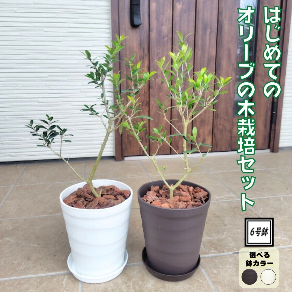 楽天市場】オリーブ 鉢 6号（花・ガーデン・DIY）の通販