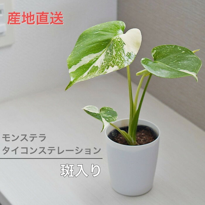 楽天市場】モンステラ 斑入り（種類（植物）モンステラ）（観葉植物