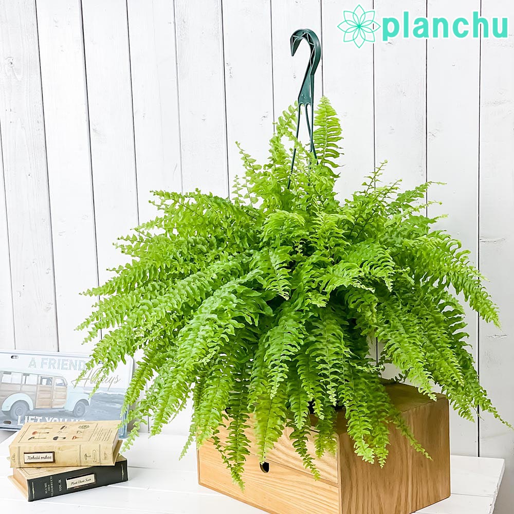 岡山 2日間限定価格 引き取り限定 特大 シダ ボストンファーン 観葉