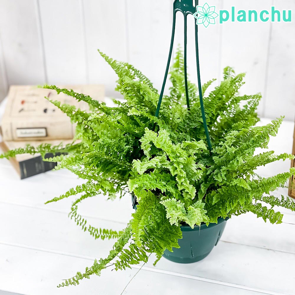 楽天市場】ボストンファーンの通販