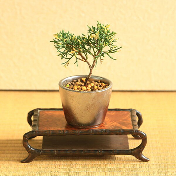 楽天市場】盆栽 真 柏の通販