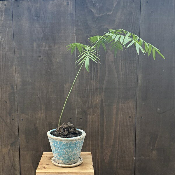 楽天市場】観葉植物 リュウビンタイの通販