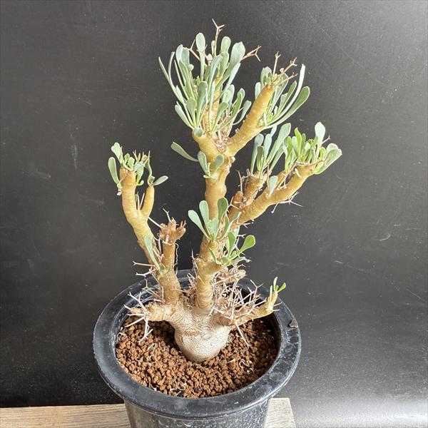 楽天市場】オトンナ ユーフォルビオイデスの通販