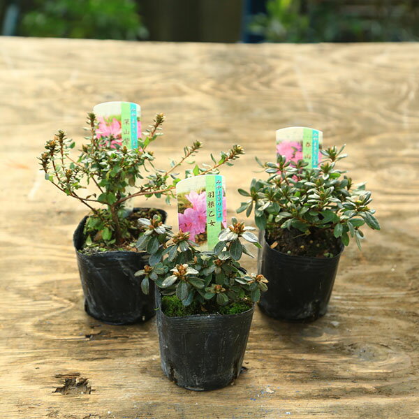 楽天市場】ミヤマ キリシマ 盆栽の通販