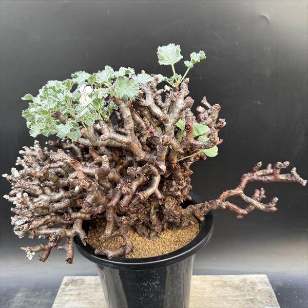 楽天市場】ペラルゴニウム ミラビレの通販