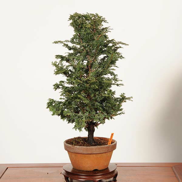 楽天市場】津山檜 盆栽の通販