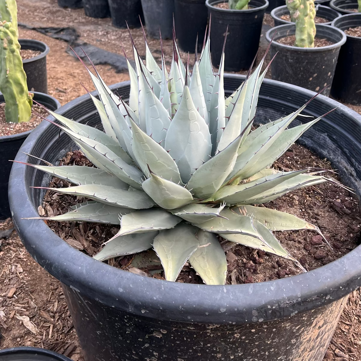 Parryi Agave – Three Timbers Landscape Materials