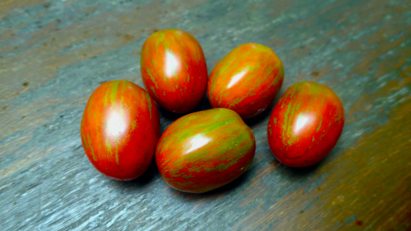 Dwarf Audrey's Love / ドワーフ オードレイズラブ / ドワーフトマト