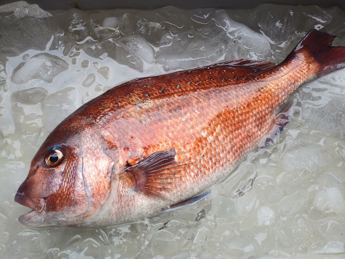 真鯛2～2，5㎏丸のまま | 長崎県産真鯛のお刺身通販【鳥羽水産】