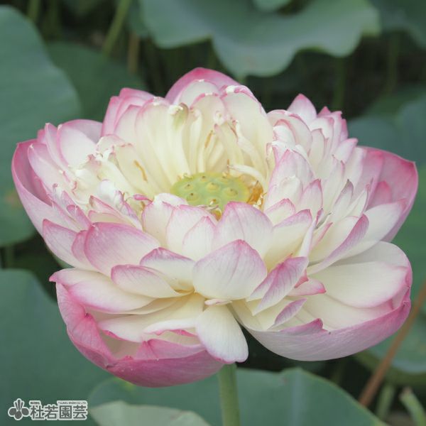 蓮、ハス】初戀（はつこい）【小型種】 | 杜若園芸WEBショップ｜水草の