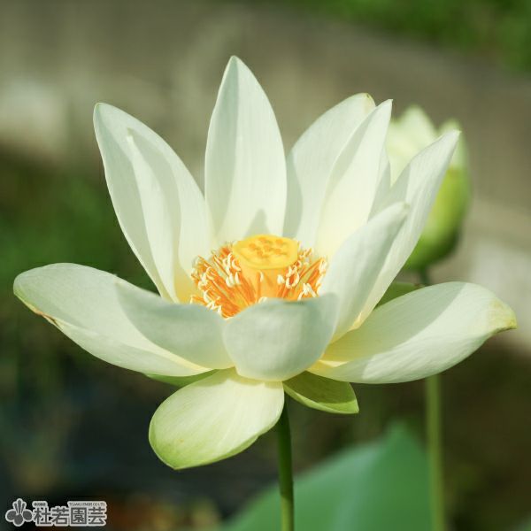 000000000697-01.jpg?size=l&w=