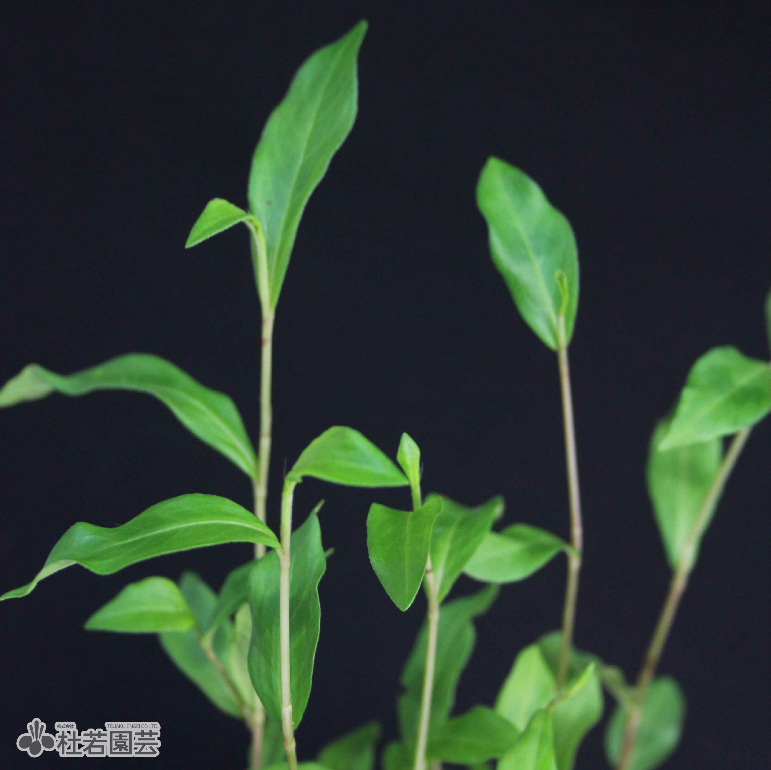 水生植物】 シロバナサクラタデ | 杜若園芸WEBショップ｜水草の生産