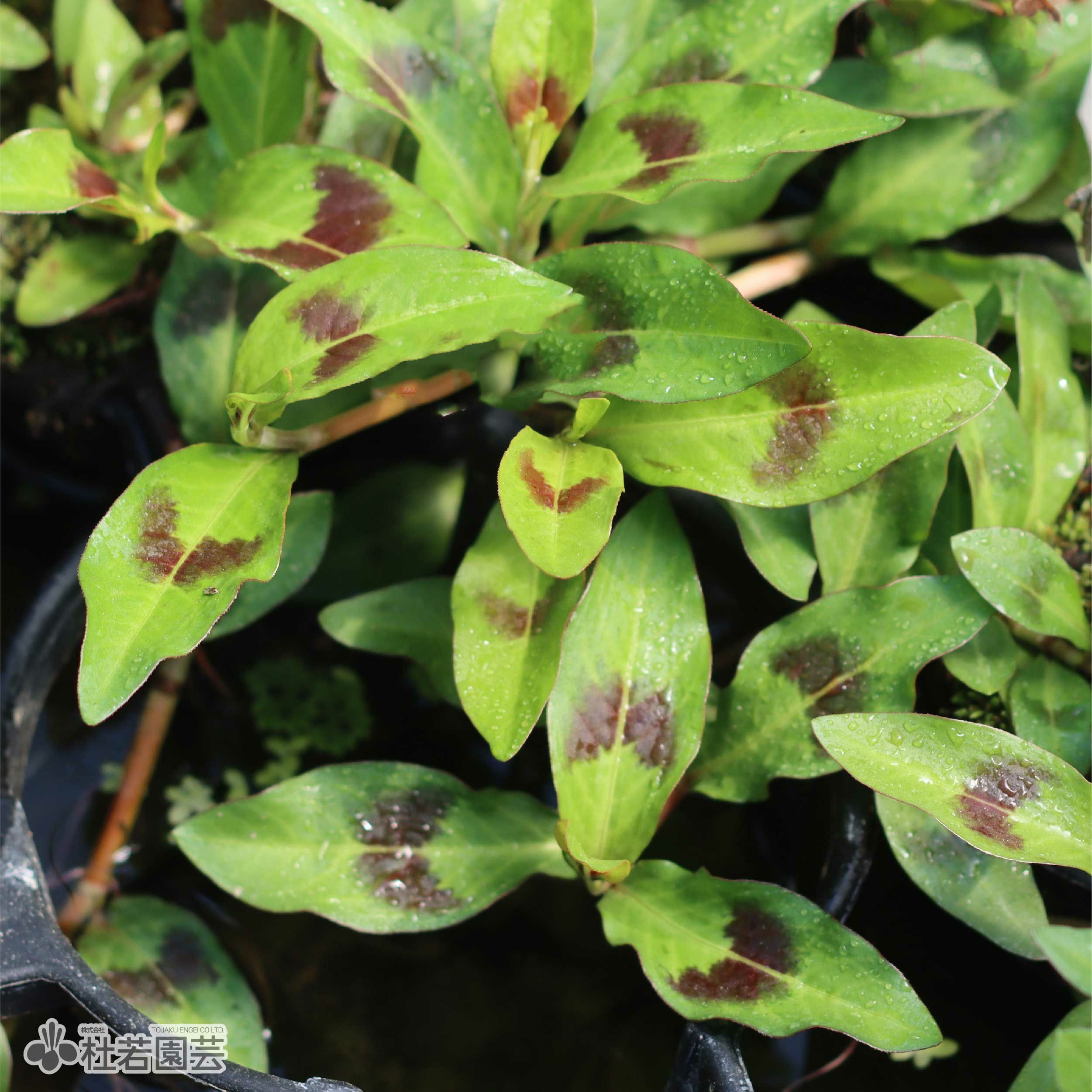 水生植物】 シロバナサクラタデ | 杜若園芸WEBショップ｜水草の生産
