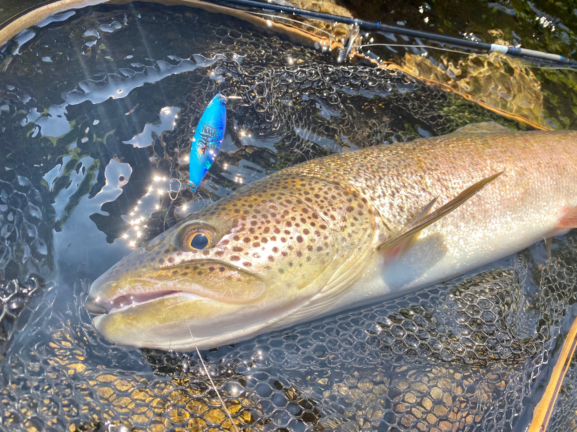 渓流イトウ釣りおすすめルアー5選 | TOKYO NATURE(S)