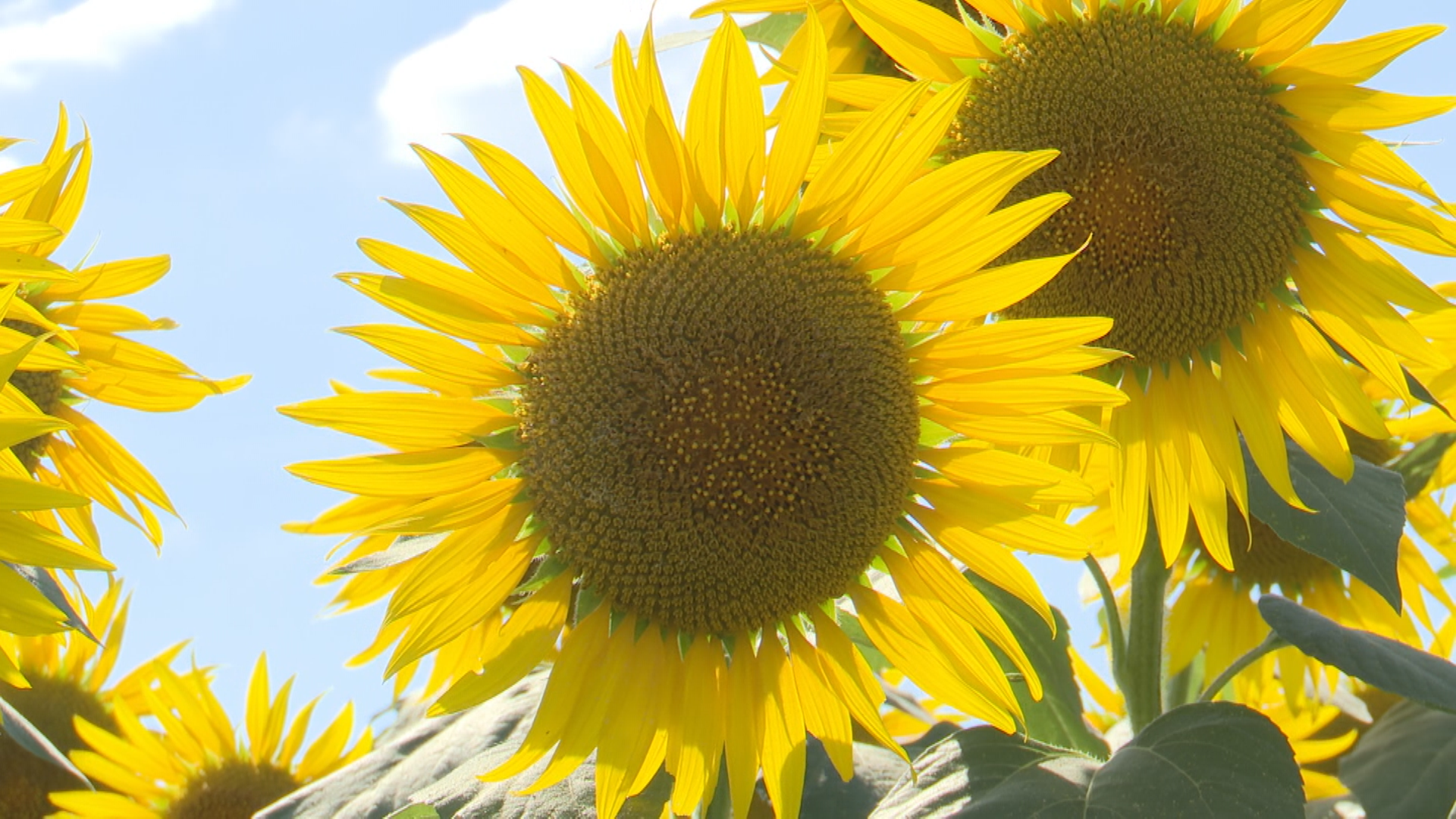 夏の太陽を浴びて咲きほこる！「津南ひまわり広場」開園日から満開で見