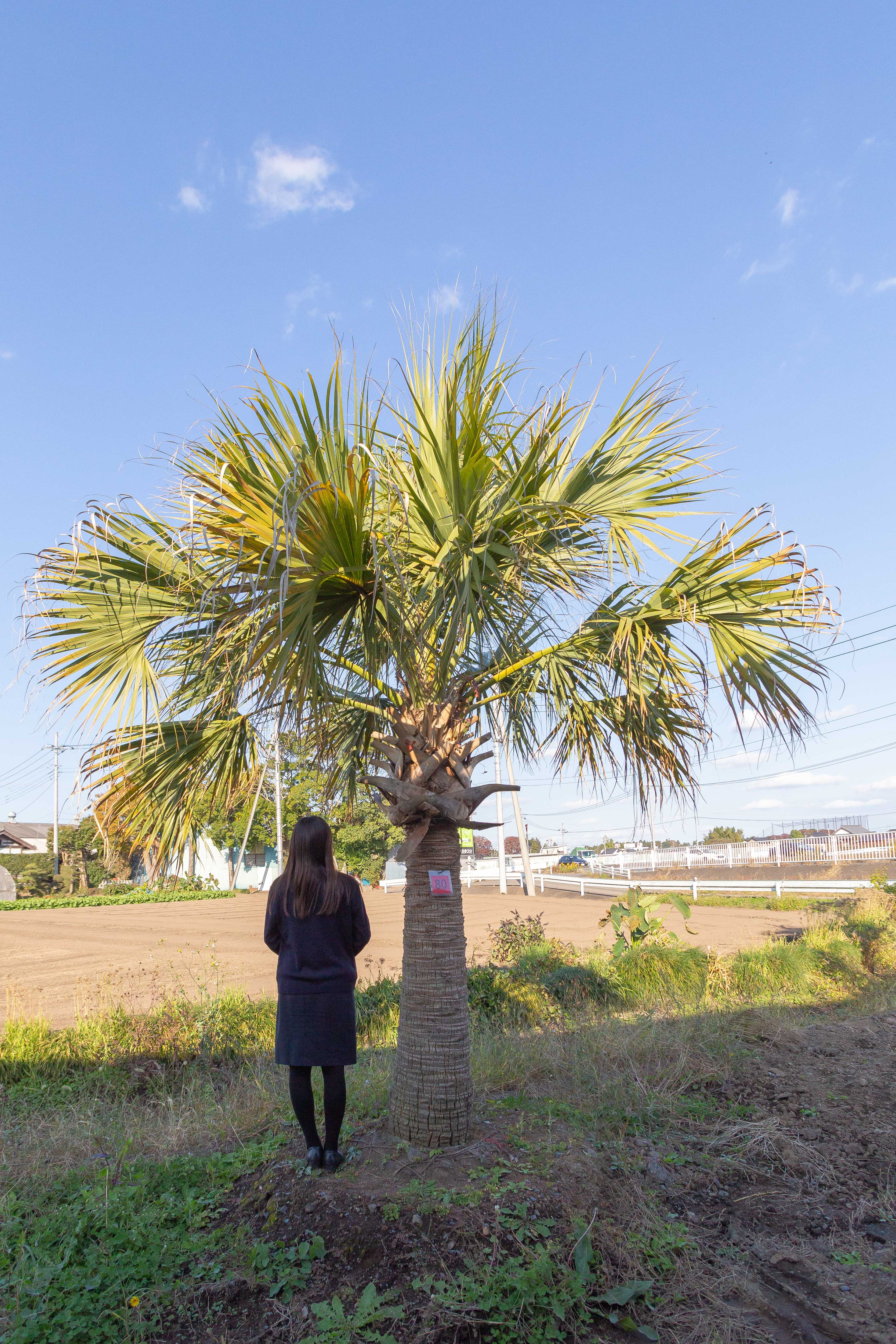 静かな人気、サバルヤシ | 茨城県ヤシの木販売 ｜ トーワリゾート