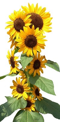 ひまわりコンサートベル®について | そうだタネまこう | 株式会社トーホク