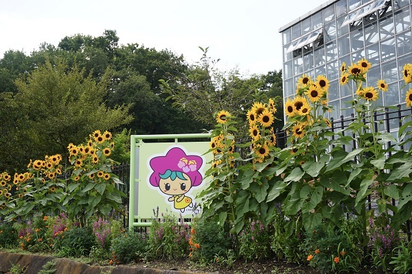 ひまわりコンサートベル®について | そうだタネまこう | 株式会社トーホク