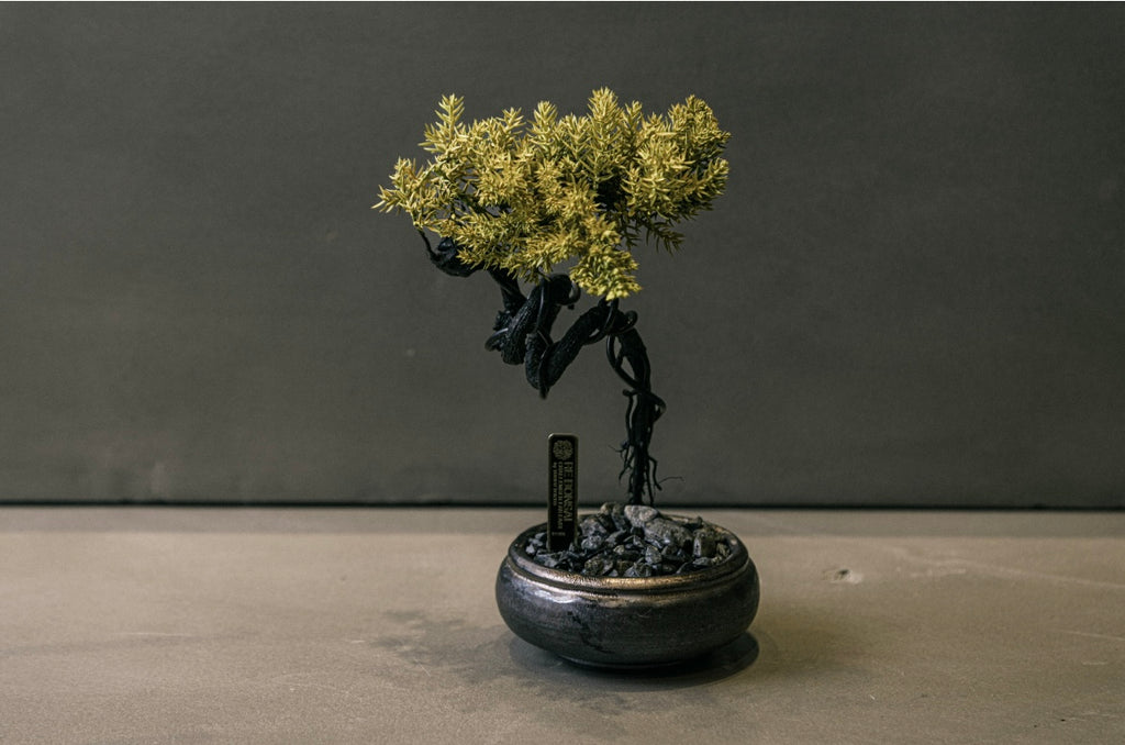 RE BONSAI™️ HACHI（黄檗色）