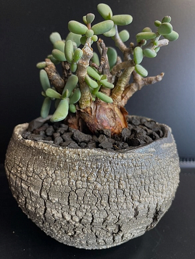 ケラリアピグマエア | 益子焼窯元よこやま