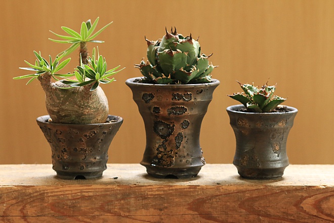 ヨコヤマ コーデックスアートギャラリー＜TOP＞ ～アガベ・塊根植物の