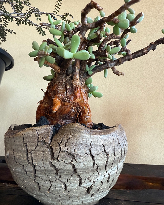 ケラリアピグマエア | 益子焼窯元よこやま