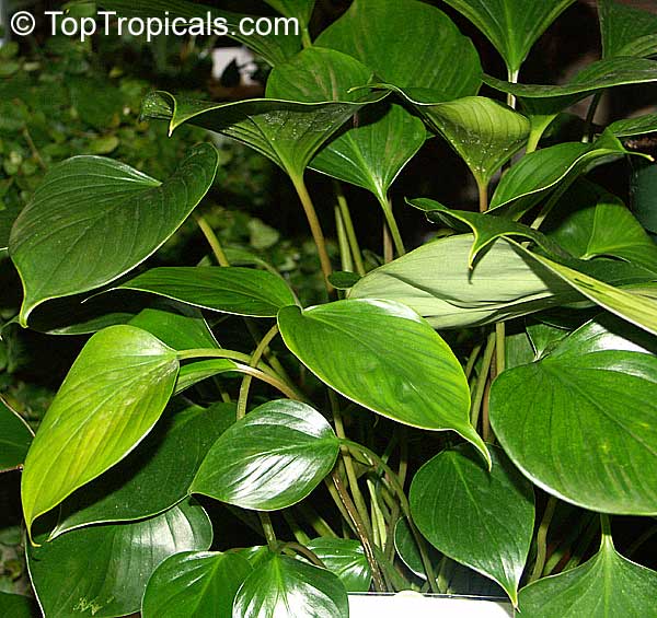 Homalomena sp. (Homalomena) | Top Tropicals Plant Encyclopedia
