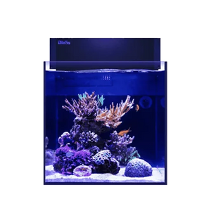 TSA Frozen Apple Zoanthids Coral – Top Shelf Aquatics