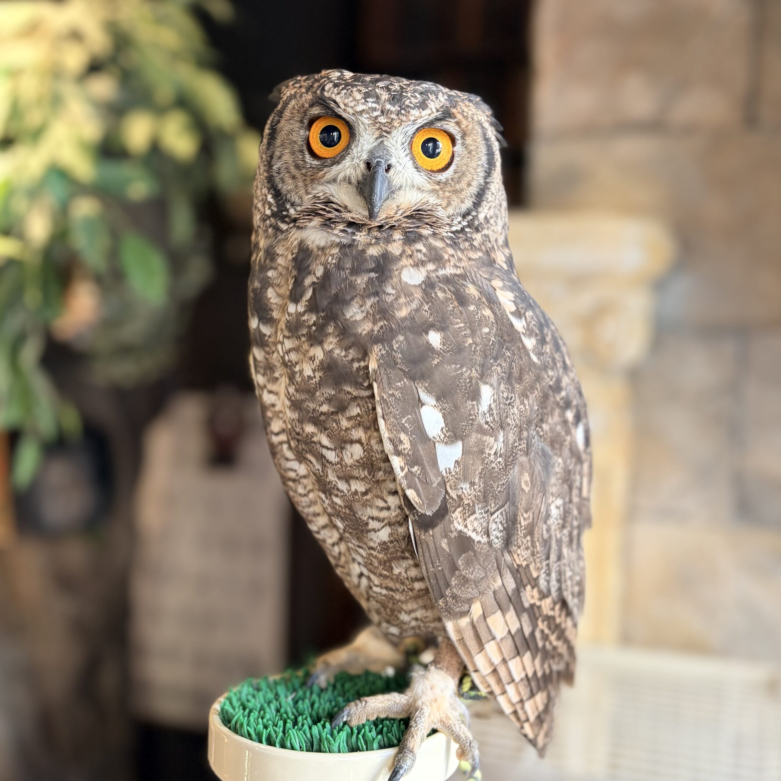 アフリカワシミミズク | 鳥のいるカフェ