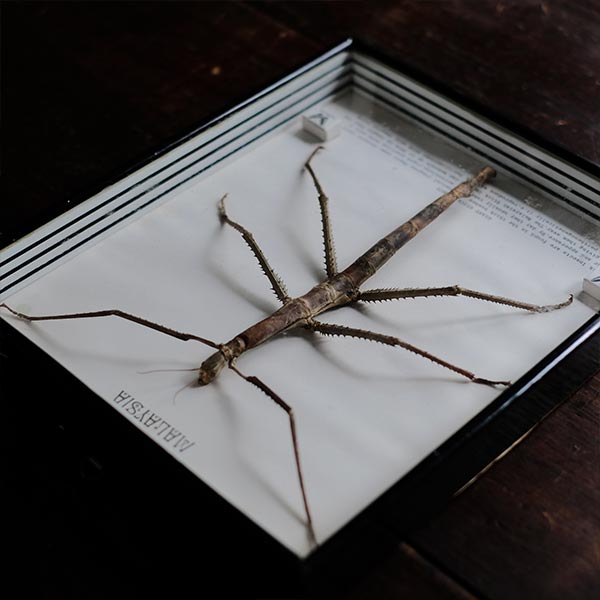 Giant Stick Insect ナナフシ 標本 – zakka store towi