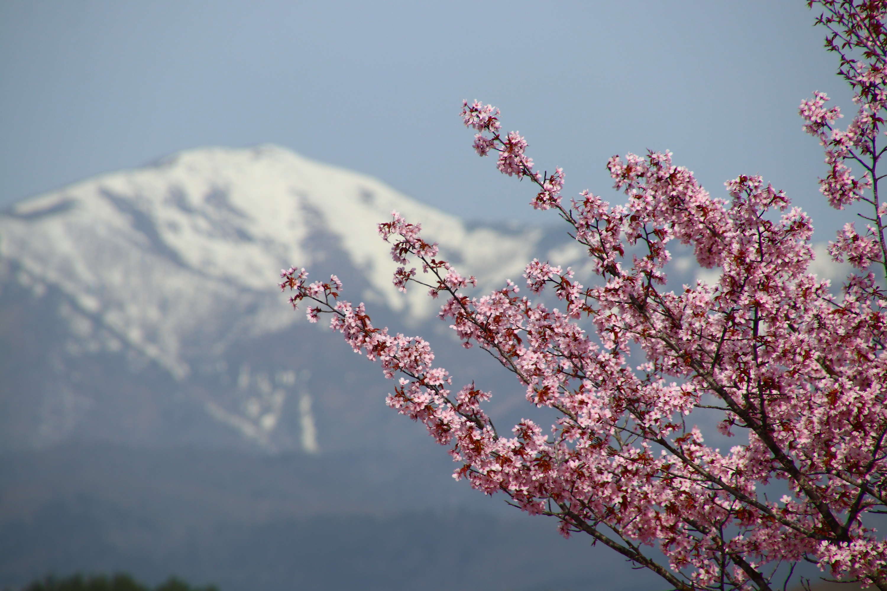 5月9日：山全体がピンク色になってきました｜北海道滝上町