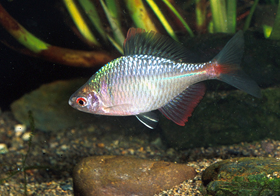 タイリクバラタナゴ－水族館の生き物たち情報：那珂川の源流から下流