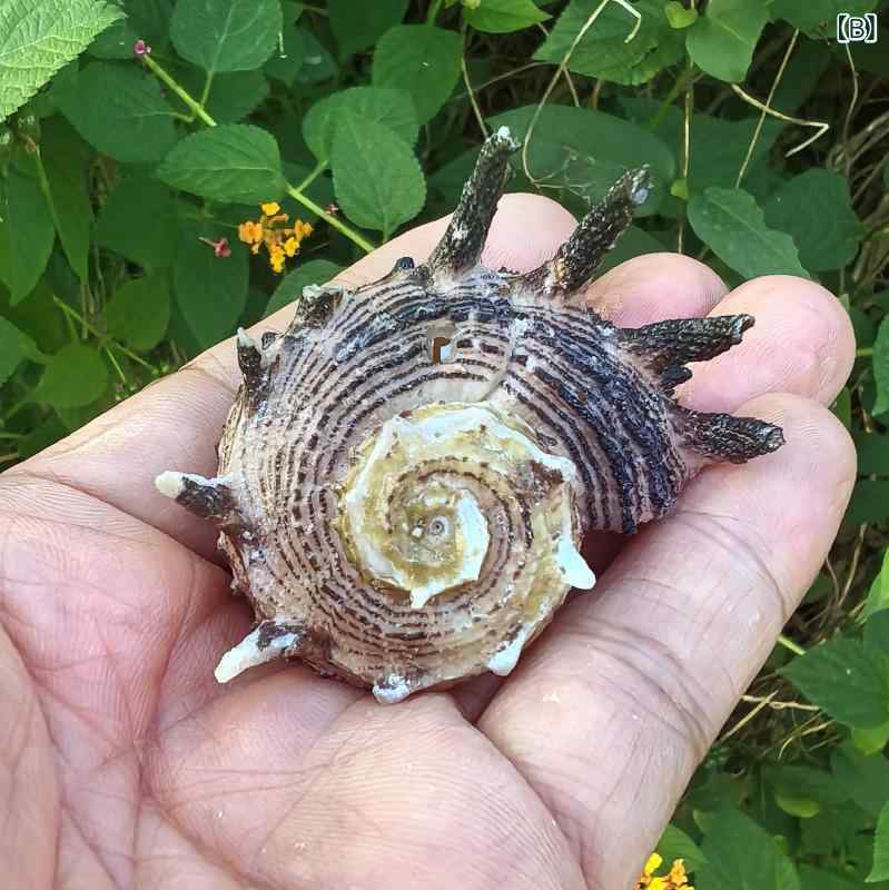 楽天市場】巻貝 標本 天然 希少 イルカトゲツノガイ シェル 水槽