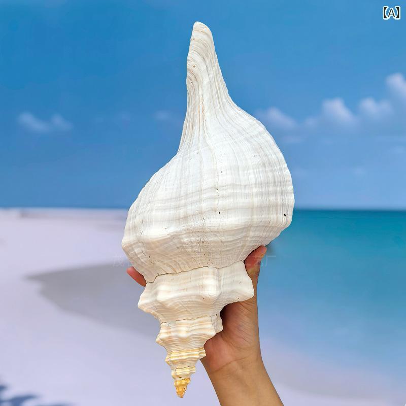 楽天市場】ホラガイ 吹ける 超大型 約22cmから40cm 天然 法螺貝 貝殻