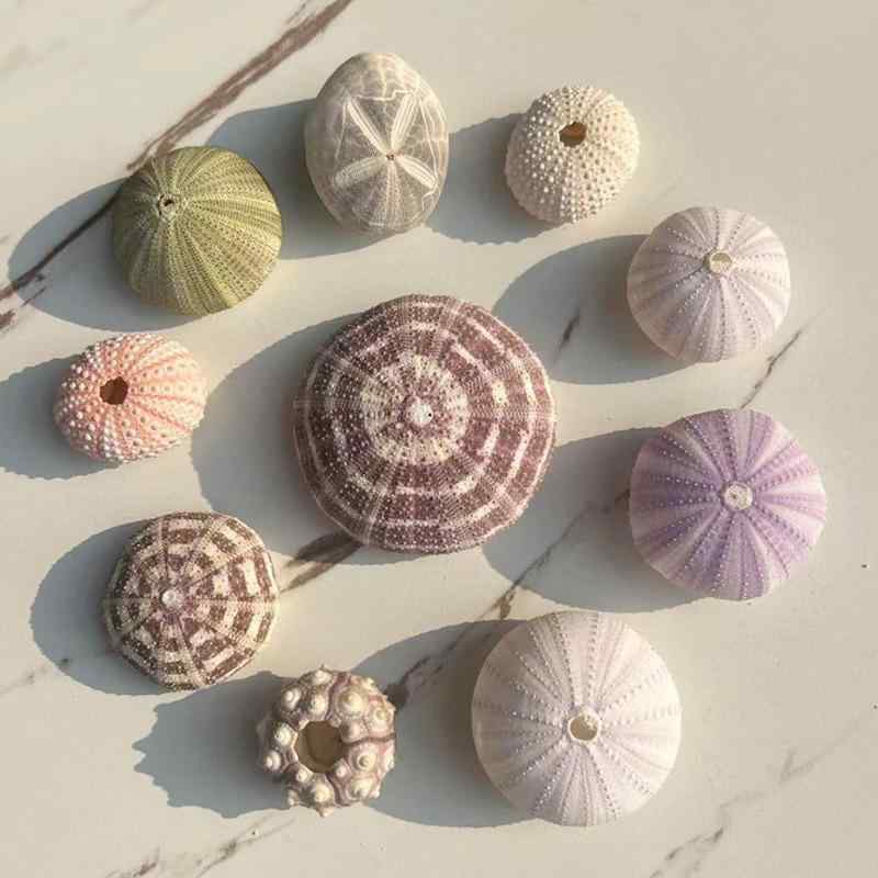 楽天市場】ウニ（インテリア小物・置物｜インテリア・寝具・収納）の通販