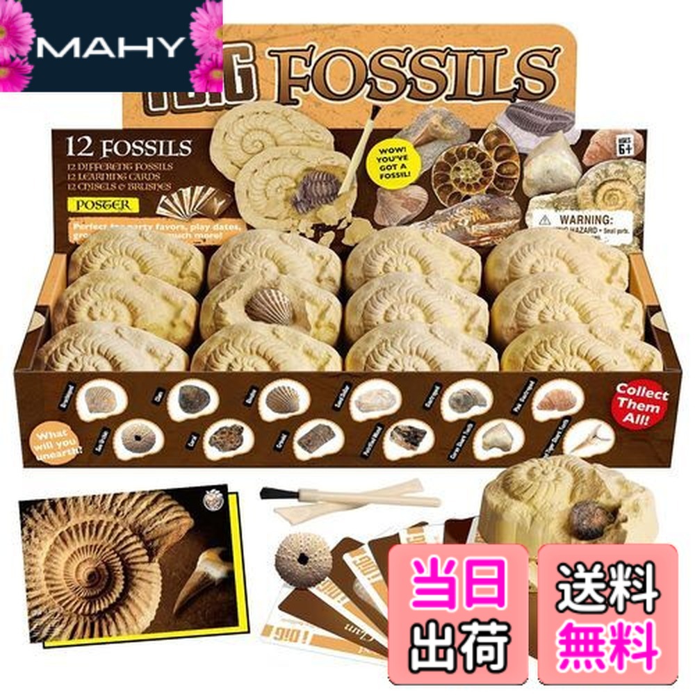 楽天市場】【送料無料】XXTOYS 化石発掘キット 化石標本 化石 発掘