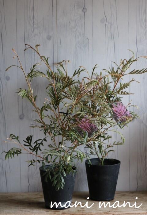 楽天市場】グレビレア「ドーンパープル」 5号 鉢底から約65～75cm