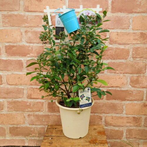 楽天市場】果樹苗 ブルーベリー ラビットアイ系 2品種植え（パウダー