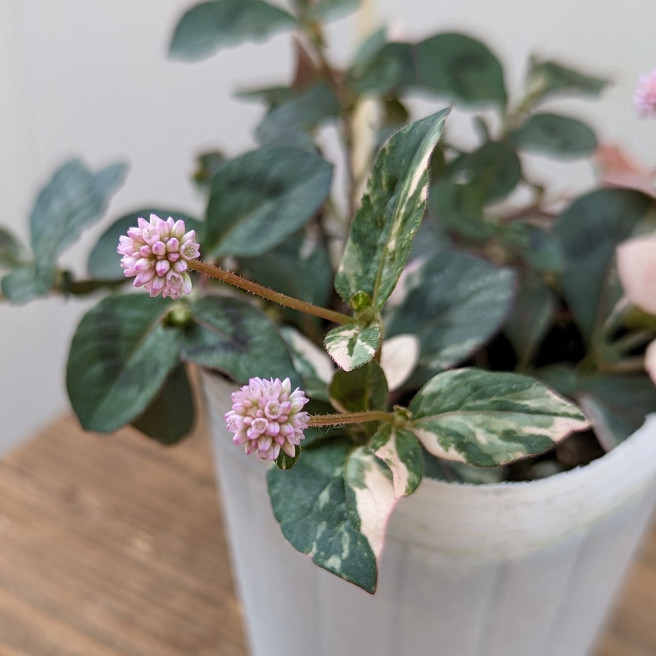 楽天市場】ポリゴナム（花の苗物｜苗物）：ガーデニング・農業<花