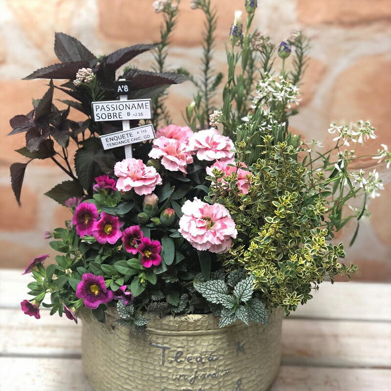 楽天市場】【 全4回 定期便 】送料無料 【コンテナガーデン 】寄せ植え