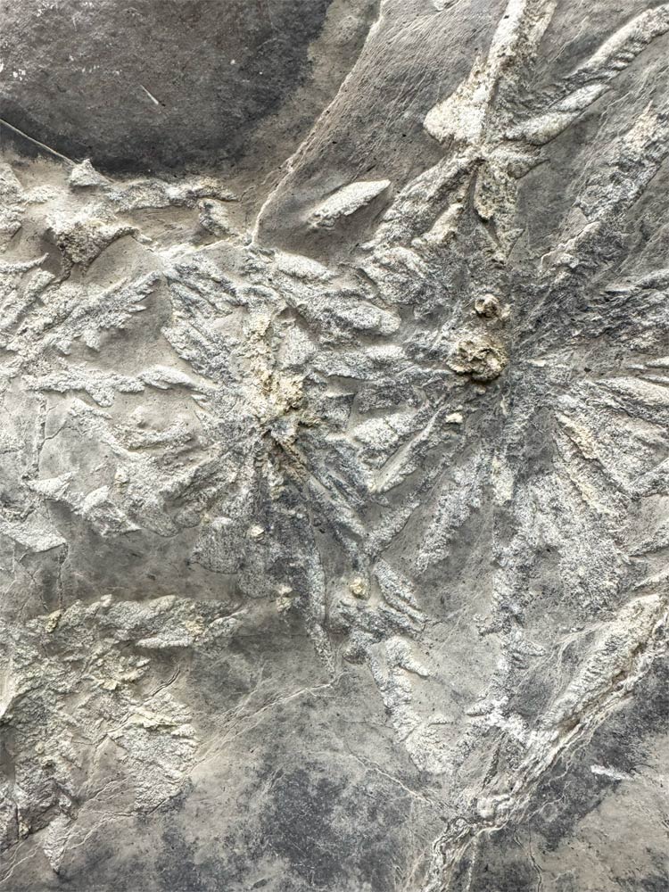 楽天市場】菊花石 【42】台付き 高さ約68cm 鑑賞石 盆石 景石 飾り石