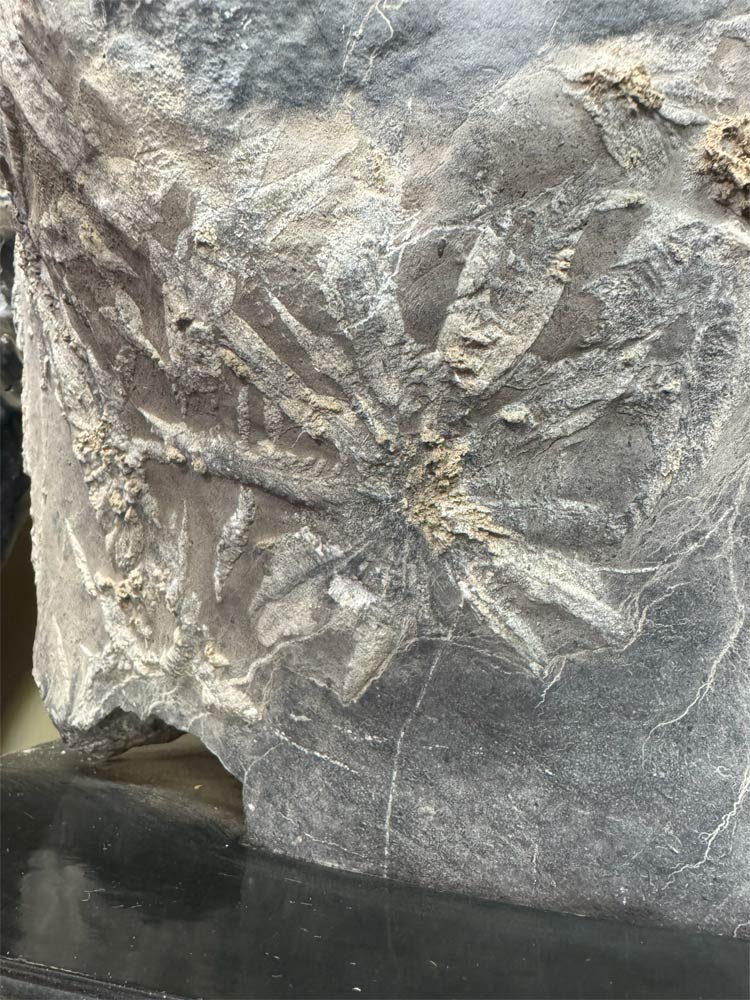 楽天市場】菊花石 【42】台付き 高さ約68cm 鑑賞石 盆石 景石 飾り石