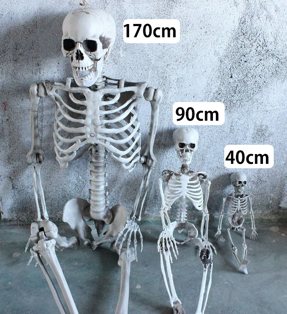 楽天市場】送料無料 ディスプレイガイコツ 【90cm】 スケルトン ドクロ